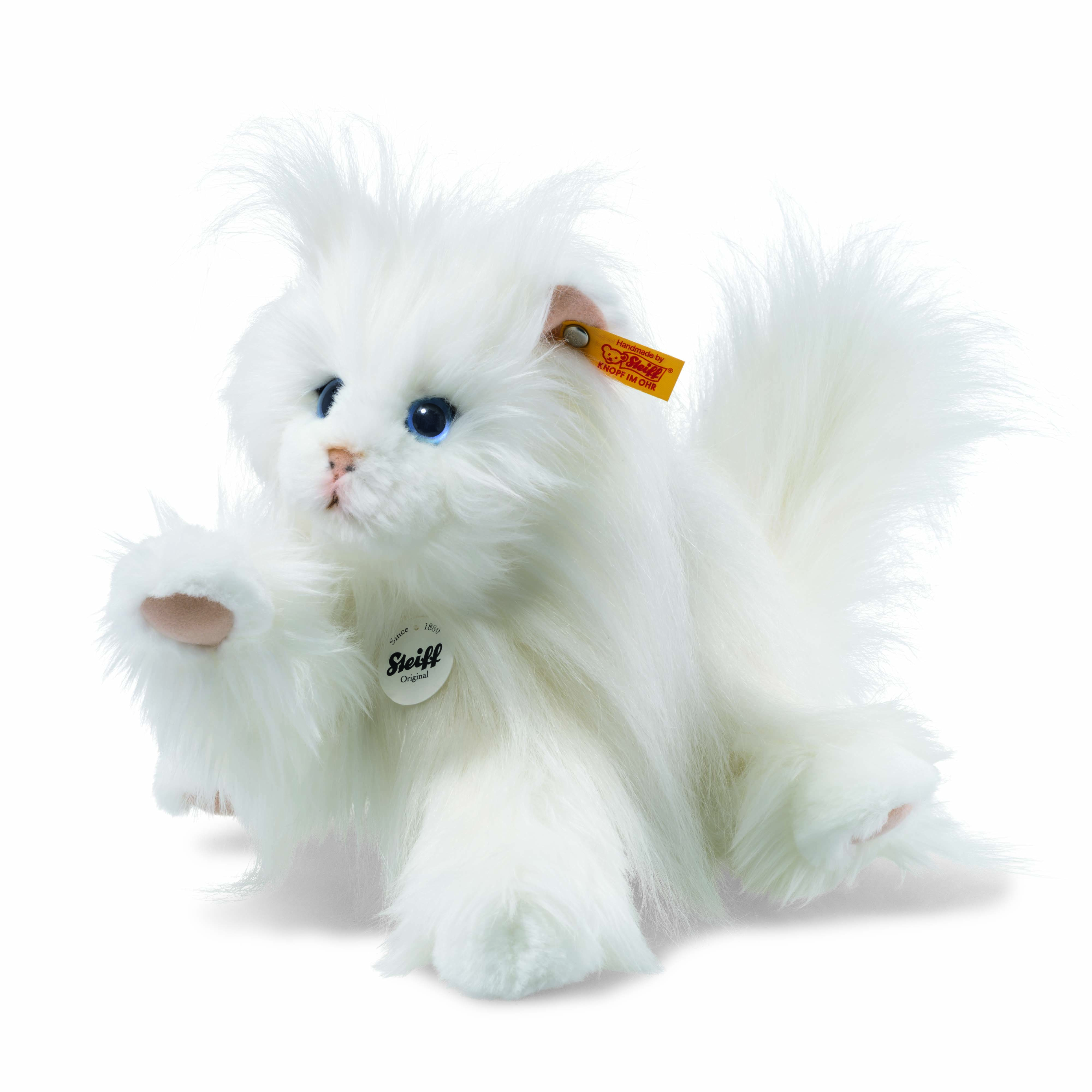 Persan Chat Princess Blanc